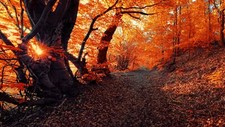 Landscape fall seasons forest sunset nature trees Custom Gaming Mat Desk picture