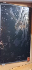 Auo 11.6