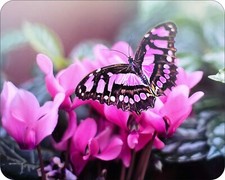 Colorful Butterflies  and Flower Art Designs Novelty Mouse Pad Stunning photogra picture
