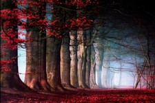 Landscape nature trees leaves mist path red blue Custom Gaming Mat Desk picture