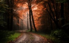 Landscape nature forest road trees sunlight grass mist Custom Gaming Mat Desk picture