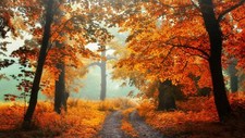 Landscape nature trees forest fall dirt road fallen Custom Gaming Mat Desk picture