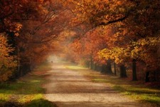 Landscape fall grass trees mist green orange leaves Custom Gaming Mat Desk picture