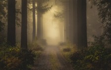Landscape nature mist dirt road forest shrubs morning Custom Gaming Mat Desk picture