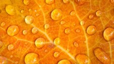 Landscape plants leaves macro closeup water drops veins Custom Gaming Mat Desk picture