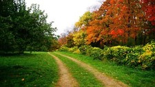 Landscape trees Custom Gaming Mat Desk picture