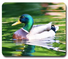 Mallard Duck Drake ~ Mousepad / PC Mouse Pad ~ Gifts for Hunter Hunting Outdoors picture