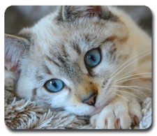 Blue Eyed, White Cat / Kitten ~ Mouse Pad / PC Mousepad ~ Cat Lovers Great Gift picture