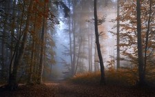 Landscape nature forest mist path leaves fall shrubs Custom Gaming Mat Desk picture