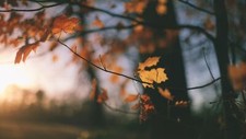 Landscape nature fall trees depth of field outdoors Custom Gaming Mat Desk picture