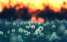 Landscape grass depth of field nature macro sunlight Custom Gaming Mat Desk picture