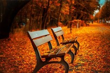Landscape fall bench leaves depth of field trees r Custom Gaming Mat Desk picture