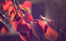 Landscape macro leaves fall Custom Gaming Mat Desk picture