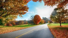 Landscape road fallen leaves red asphalt plants Custom Gaming Mat Desk picture