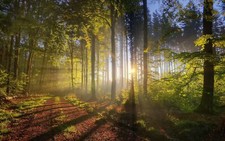 Landscape nature sunset forest sunlight path r natural Custom Gaming Mat Desk picture