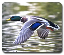 Mallard Drake Duck Hunting ~ Mousepad / PC Mouse Pad ~ Gifts for Hunter Outdoors picture