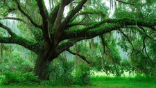 Landscape nature trees plants leaves moss rainforest oak Custom Gaming Mat Desk picture