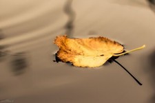 Landscape seasons water leaves fall plants Custom Gaming Mat Desk picture