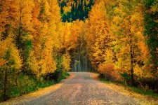 Landscape forest road Custom Gaming Mat Desk picture