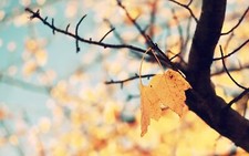 Landscape fall nature leaves twigs yellow plants Custom Gaming Mat Desk picture