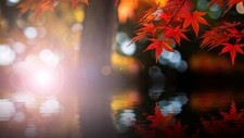 Landscape nature trees leaves bokeh maple lights fall Custom Gaming Mat Desk picture