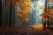 Landscape fall mist leaves forest road trees path Custom Gaming Mat Desk picture