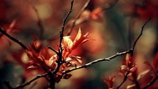 Landscape macro depth of field nature leaves fall twigs Custom Gaming Mat Desk picture