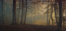 Landscape fall forest leaves shrubs trees mist morning Custom Gaming Mat Desk picture