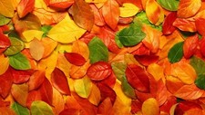 Landscape fall nature fallen leaves Custom Gaming Mat Desk picture