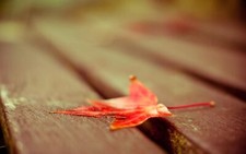 Landscape leaves red fall fallen plants Custom Gaming Mat Desk picture