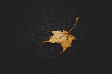 Landscape leaves water drops nature yellow closeup fall Custom Gaming Mat Desk picture