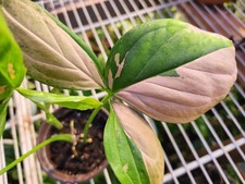 Rare Syngonium Pink Splash High Contrast Variegation Rooted 4