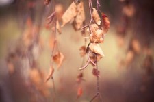 Landscape nature branch leaves fall macro depth of field Custom Gaming Mat Desk picture