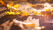 Landscape leaves macro fall Custom Gaming Mat Desk picture