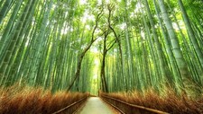 Landscape bamboo path japan nature fence forest kyoto Custom Gaming Mat Desk picture