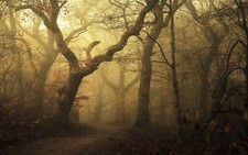 Landscape mist morning nature forest path leaves trees Custom Gaming Mat Desk picture