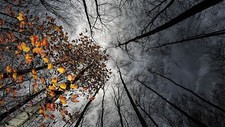 Landscape nature trees forest branch leaves fall sky Custom Gaming Mat Desk picture