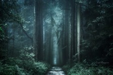 Landscape nature photography forest dark path fall trees Custom Gaming Mat Desk picture