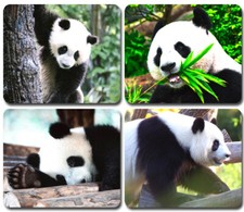 PANDA BEARS ~ Mouse Pad / PC Mousepad ~ Cute Wildlife China Bamboo Nature GIFT picture