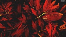 Landscape leaves nature red fall ivan Custom Gaming Mat Desk picture