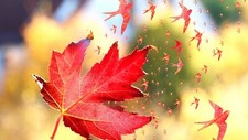 Landscape nature leaves fall maple windy birds photo Custom Gaming Mat Desk picture