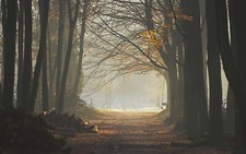 Landscape trees fall Custom Gaming Mat Desk picture