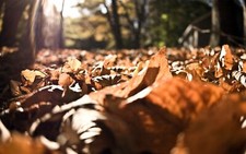 Landscape worms eye view sunlight fallen leaves outdoors Custom Gaming Mat Desk picture