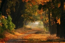 Landscape fall grass trees road path shrubs leaves green Custom Gaming Mat Desk picture