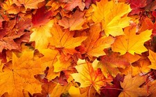 Landscape leaves fall fallen red plants Custom Gaming Mat Desk picture