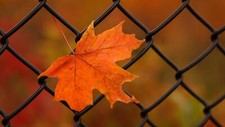 Landscape nature leaves maple closeup fence fall metal Custom Gaming Mat Desk picture