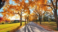 Landscape fall red leaves dappled sunlight park fallen Custom Gaming Mat Desk picture