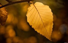 Landscape leaves nature fall plants closeup Custom Gaming Mat Desk picture