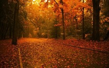 Landscape fall park trees fallen leaves Custom Gaming Mat Desk picture