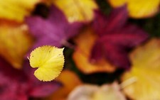 Landscape plants fall leaves fallen vibrant yellow depth Custom Gaming Mat Desk picture